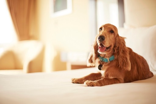 Pet on Bed Pet on Bed